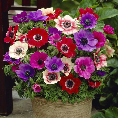 Anemone caen bulbs - de, caen,