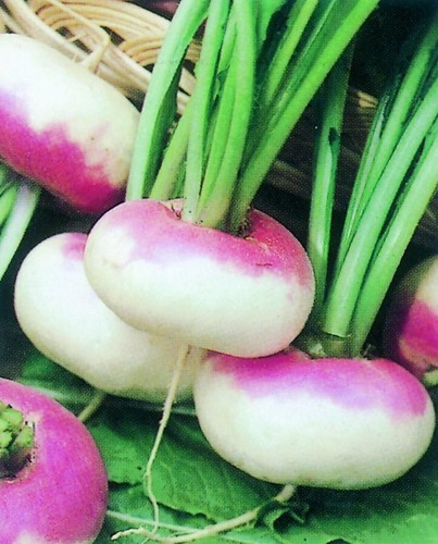 10x turnip purple - 10x, top
