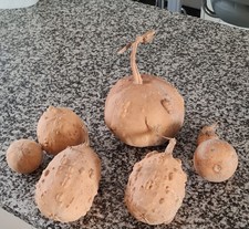 Dried Gourds and Squash, For Arts And Crafts.  Autumn & Winter Displays.