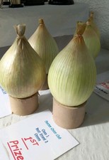  KELSAE ONION SEED 1 PACKET OF ( MY OWN PRIZE WINNING STRAIN) 50 QUALITY SEED 