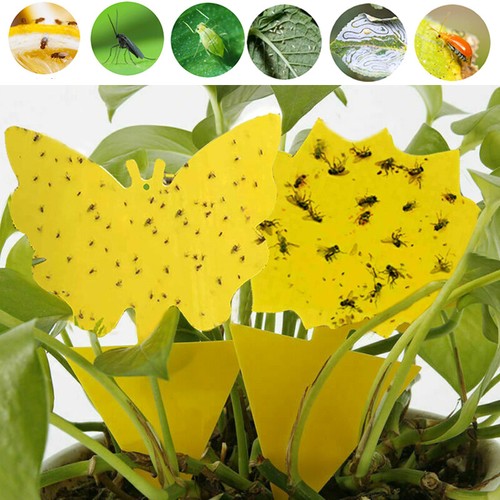 40pcs universal sticky - 40pcs,