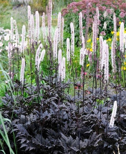 Actaea simplex brunette - actaea,