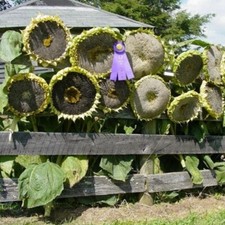 30 GIANT MONGOLIAN SUNFLOWER