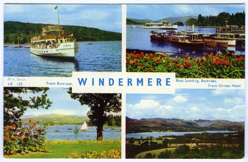 1960s webster postcard - postcard, swan