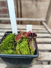 Cephalotus Dudley Watts