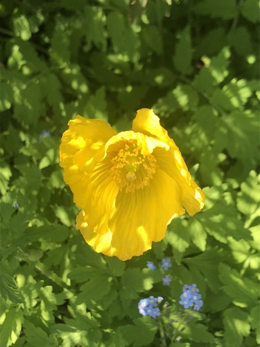 Yellow poppy seeds - poppy, home