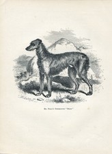 DEERHOUND ANTIQUE 1878 DOG ART