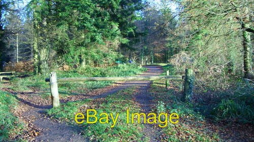 Photo 6x4 another woodland - 6x4,
