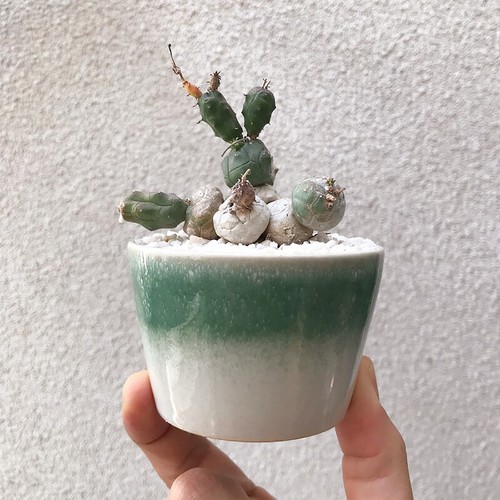 6cm succulent cactus - 6cm, plant