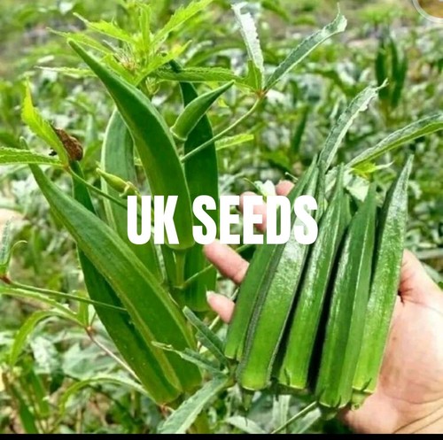 Okra seeds high yielding - seeds,