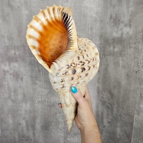 Tritons trumpet sea shell - xl,