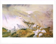 Ptarmigan Crouch As They Watch