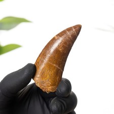 2.73 Inch "African T. rex Type" Dinosaur Tooth Fossil (Carcharodontosaurus sahar