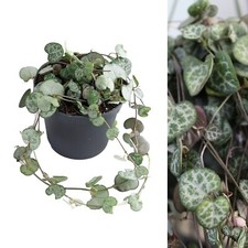 Ceropegia linearis woodii - ,