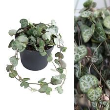 Ceropegia linearis woodii -