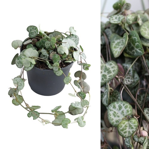 Ceropegia linearis woodii - ,