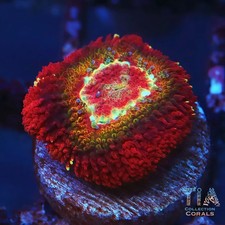 Rainbow asian acan - asian, b