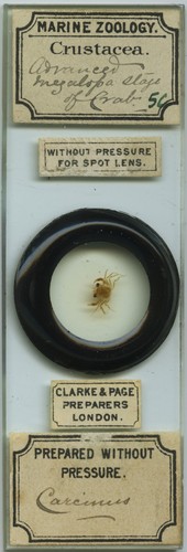 Antique microscope slide - microscope, by