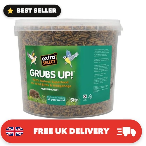 Grubs black soldier fly - grubs,
