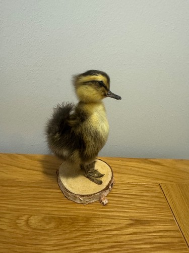 Taxidermy cute fluffy - cute, duckling