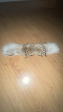 Canada Goose Coyote Fur Trim
