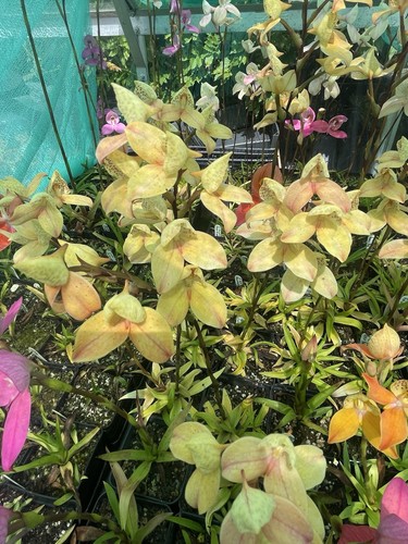 Disa orchid plant - orchid,,