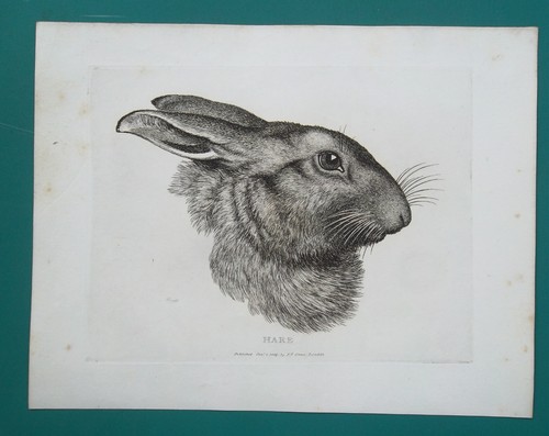 Head rabbit hare 1809 - of,