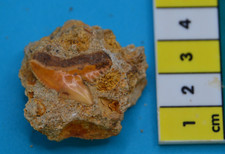 RARE JAVAN TIGER shark tooth in matrix from INDONESIA