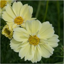 Cosmos Xanthos Lemon Sherbet