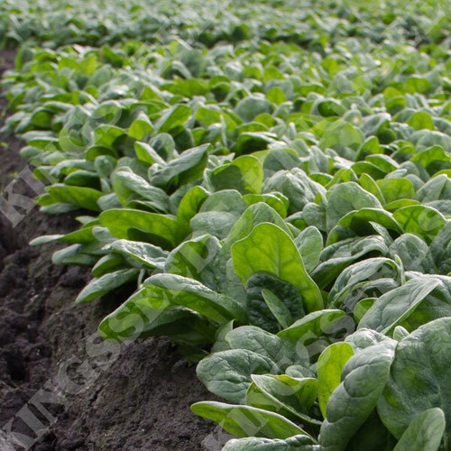 Spinach monterey kings - spinach,