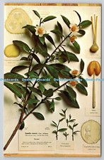 R735289 Camellia Sinensis Linn
