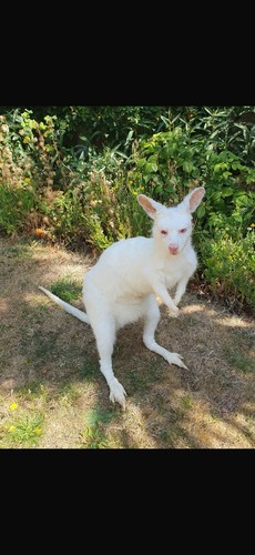 Taxidermy albino wallaby soft - taxidermy,