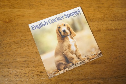 Cocker spaniel wall calendar - spaniel,