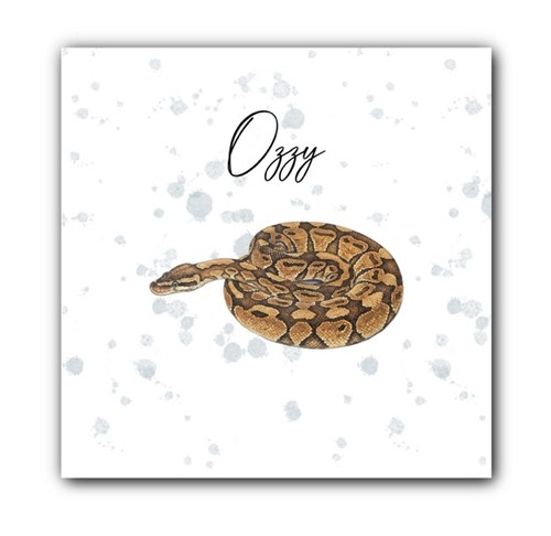 Royal python snake - royal,