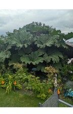 Gunnera Manicata Plant Bare