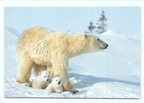 Postcard polar bear - bear,