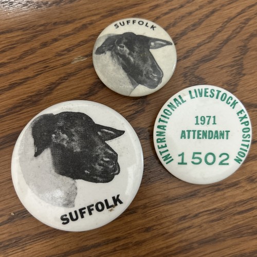 Vintage 1970s suffolk sheep - vintage,