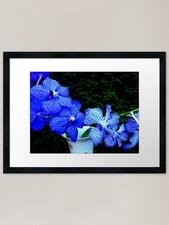 Vanda orchids Framed Art Print