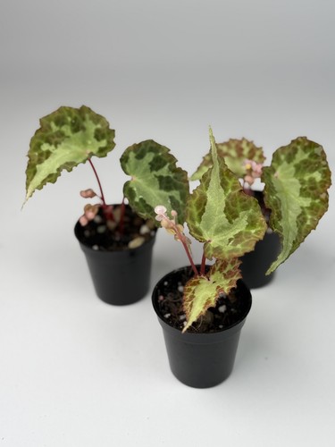 Begonia colorata rare - colorata,