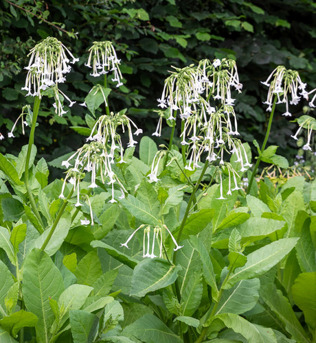 Or 10 nicotiana - or,