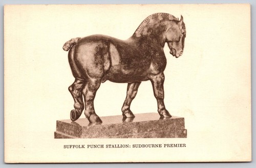 Suffolk punch stallion - suffolk,