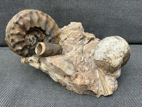 Rare triassic ammonite - triassic,
