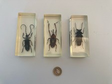 Insects In Resin Specimens Paperweight Collection x3