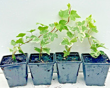 Ivy hedera helix pack 4 - ivy,
