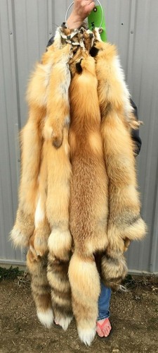 Tanned red fox - red,