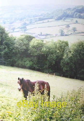 Photo 6x4 grazing land - grazing, near