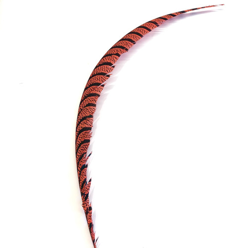 Lady amherst pheasant centre - lady,