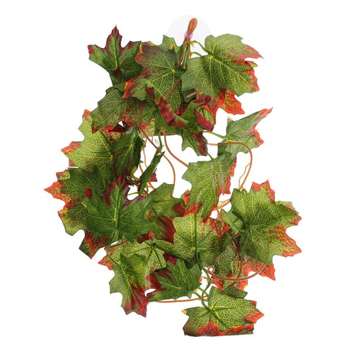 Gecko plant terrarium - ,