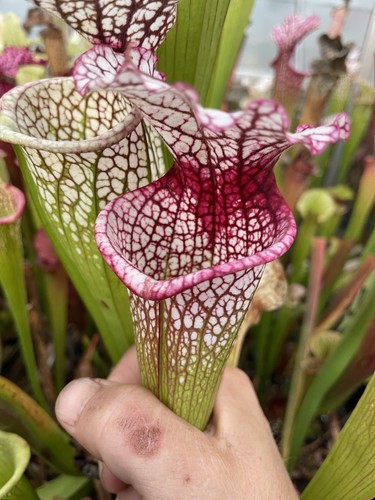 Carnivorous plant swap shop - carnivorous,