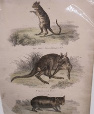 Old Antique Hand Coloured